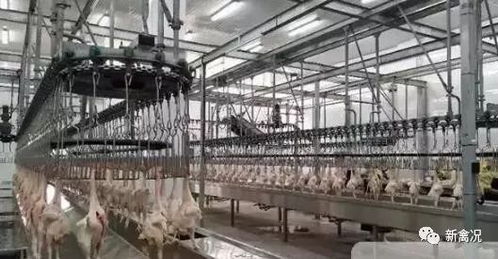 2019中央一號(hào)文件發(fā)布,養(yǎng)殖業(yè) 機(jī)遇 來(lái)了